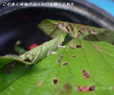 092クロスジカギバの幼虫