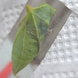 アオスジアゲハ蛹