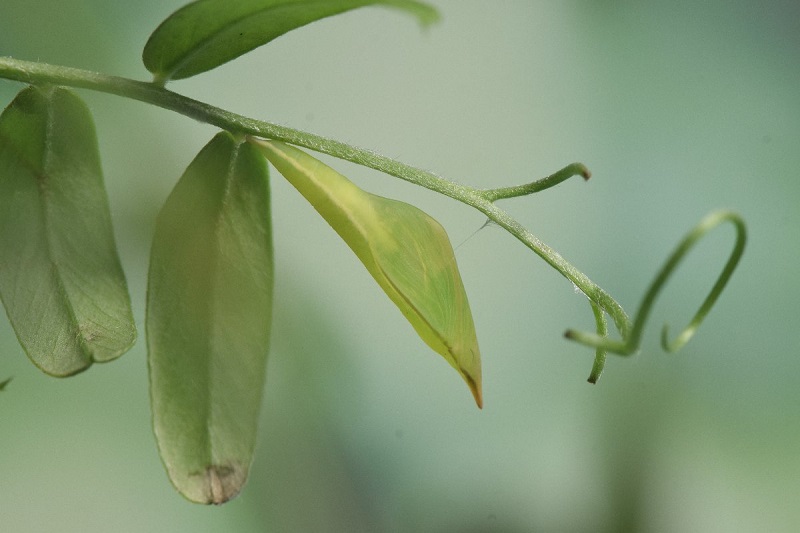有田さんが撮影されたヒメシロシロチョウの蛹写真