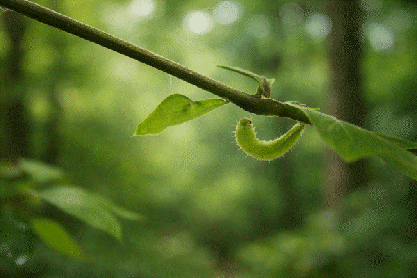 �L�c���񂪎B�e����N���e���V���`���E�c��