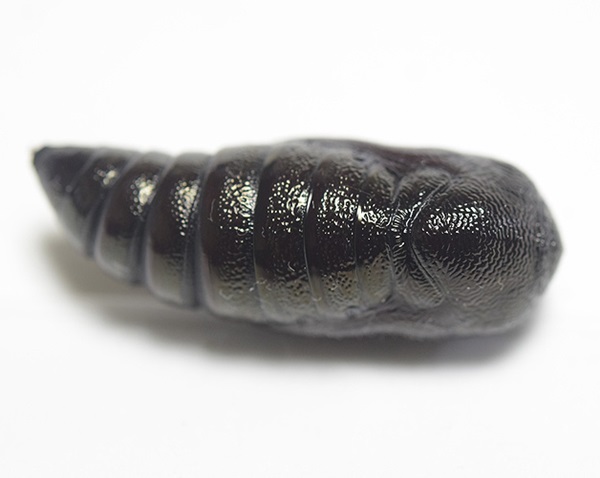 ��������B�e�@�A�P�r�R�m�n�