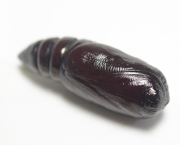 ��������B�e�@�A�P�r�R�m�n�