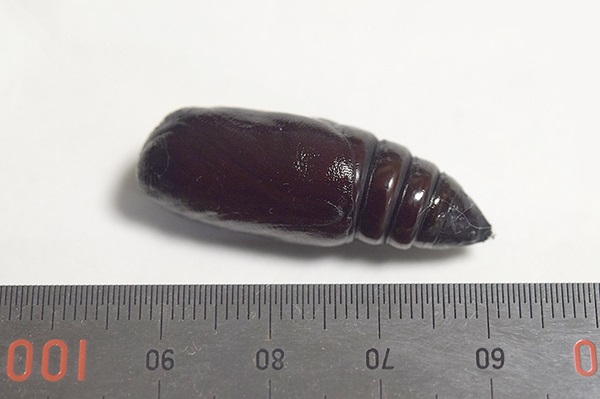 ��������B�e�@�A�P�r�R�m�n�