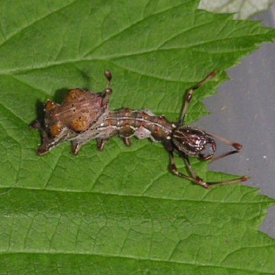 ヒメシャチホコ幼虫