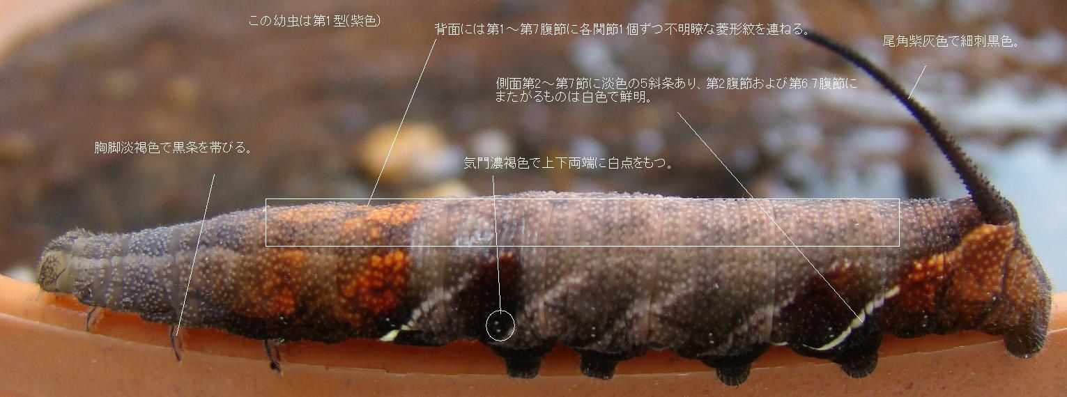 横山さんが撮影されたホシヒメホウジャク幼虫
