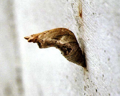 モンキアゲハ蛹