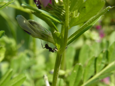 大森さん撮影のカラスノエンドウの蜜腺の蜜を吸っているアリ