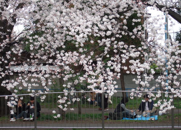 Suzyさん撮影の桜です。　　　　　　　善福寺川の桜並木