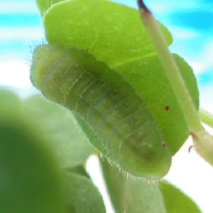 ヤマトシジミ終齢幼虫