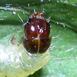 モンキクロノメイガ幼虫