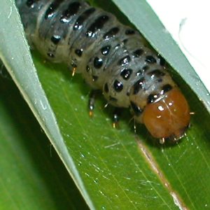 セスジノメイガ幼虫