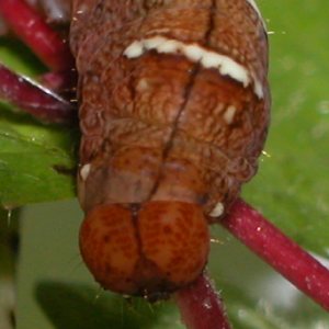 ヒメウスベニトガリバ終齢幼虫