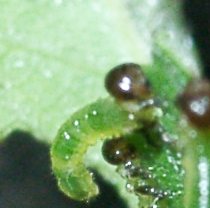 アカスジチュウレンジの幼虫