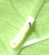 オオスカシバの幼虫