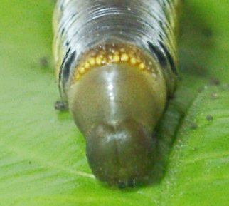 オオスカシバ幼虫
