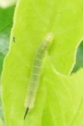 オオスカシバ幼虫