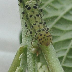 クロキシタアツバ幼虫