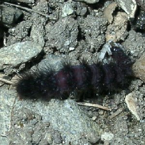 カノコガ幼虫
