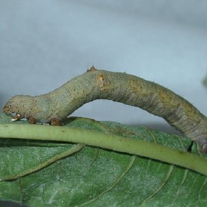ヨモギエダシャク幼虫