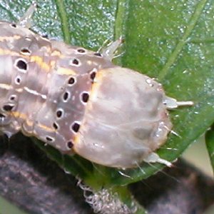 オオアカキリバの終齢幼虫