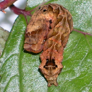 モントガリバ幼虫