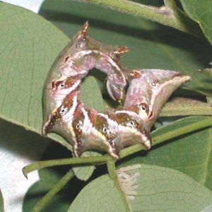 トビギンボシシャチホコ幼虫