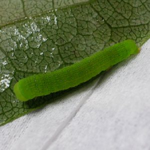 キノカワガの幼虫