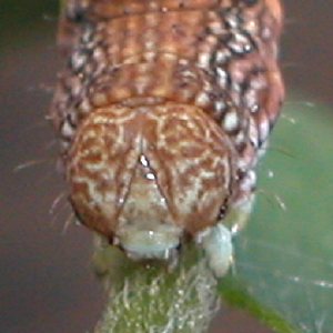 チャバネフユエダシャク幼虫