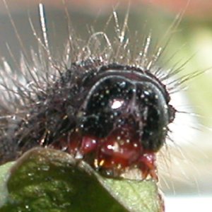 カノコガ幼虫