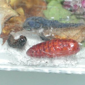 カノコガ蛹