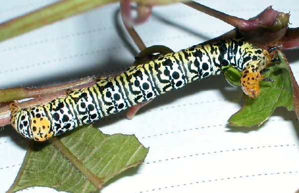 ヒメトラガの幼虫
