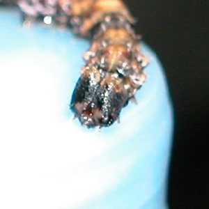 ウスイロカギバ幼虫