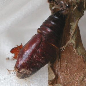 チャオビヨトウの蛹の抜け殻