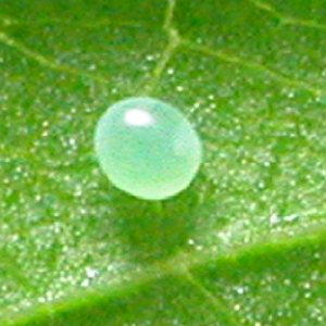 エビガラスズメ卵