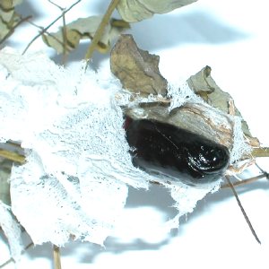 キタエグリバ蛹