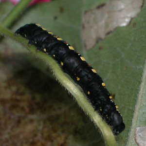 ヒメエグリバ幼虫