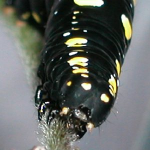 ヒメエグリバ幼虫