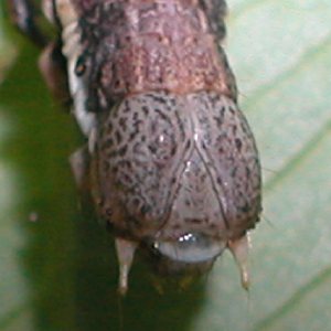 コガタツバメエダャク幼虫