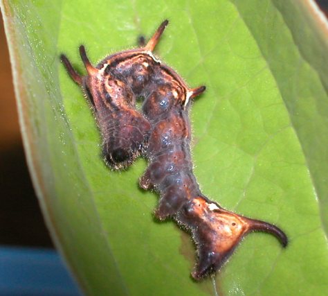モモイロツマキリコヤガ幼虫