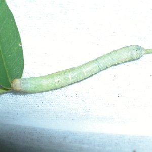 ヨモギエダシャク幼虫