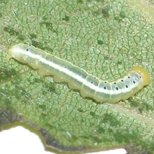 ヤスジシャチホコ幼虫