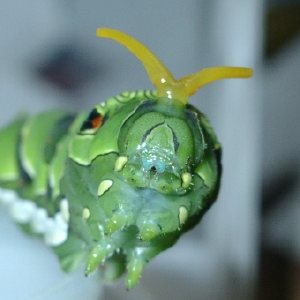 ナミアゲハ幼虫